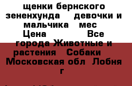 щенки бернского зененхунда. 2 девочки и 2 мальчика(2 мес.) › Цена ­ 22 000 - Все города Животные и растения » Собаки   . Московская обл.,Лобня г.